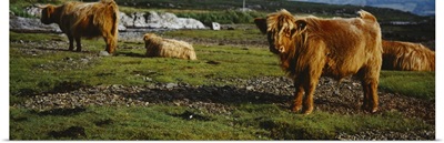 Highland Cattle on a grassy field, Isle of Mull, Scotland