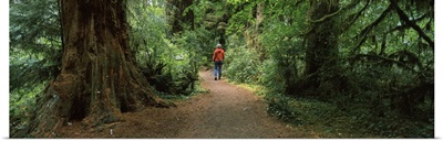Hiker walking in a forest, Redwood Forest, California