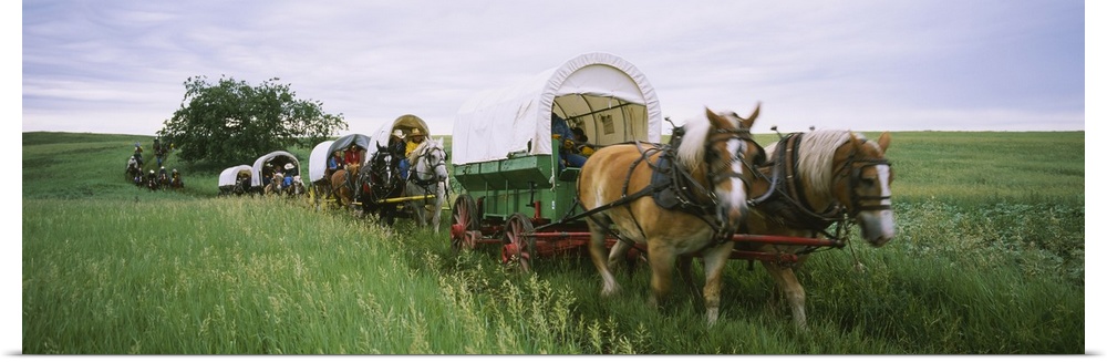 Historical reenactment, Covered wagons in a field, North Dakota