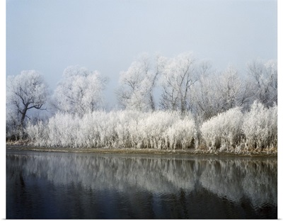 Hoarfrost-covered trees along Mississippi River, Upper Mississippi National Wildlife Refuge, Wisconsin