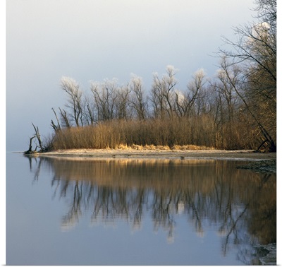 Hoarfrost on trees along Mississippi River, water reflection, Upper Mississippi National Wildlife Refuge, Wisconsin
