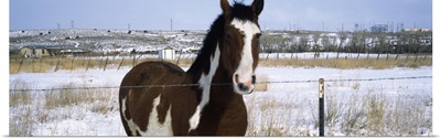 Horse at fence in snow Taos New Mexico