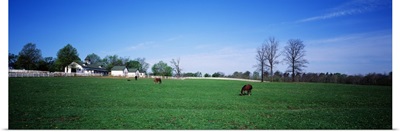 Horse Farm Lexington KY