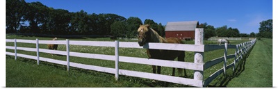 Horse peeking over a fence on a farm, Kent County, Michigan