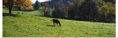 Horses grazing in a field, Kent County, Michigan