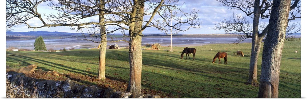 Horses grazing in a pasture Budle Bay Budle Northumberland National Park Northumberland England