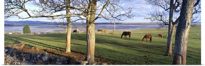 Horses grazing in a pasture Budle Bay Budle Northumberland National Park Northumberland England