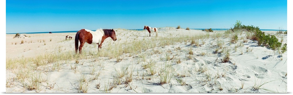 Horses grazing on beach, assateague island, delmarva peninsula, maryland, USA.