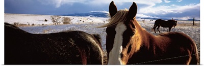 Horses in a field, Montana