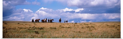 Horses on a landscape East Glacier Park Glacier County Montana