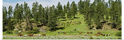 Horses on roundup, Billings, Montana