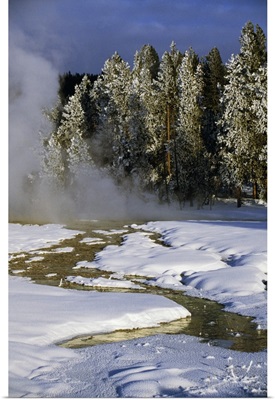 Hot springs in snow, frosted pine tree forest, Yellowstone National Park, Wyoming