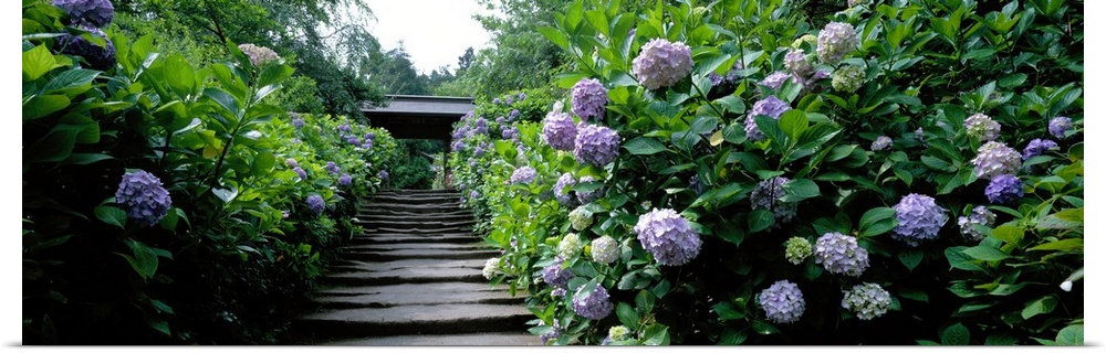 Panoramic photograph of stairway in garden lined with dense greenery and flowers.