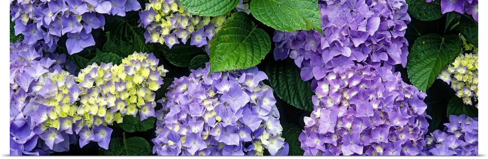 A hydrangea plant in full bloom with dense bunches of flowers in a garden in Oregon.