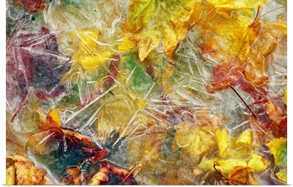 A canvas of fall leaves layered on the ground with ice frozen on top of them.