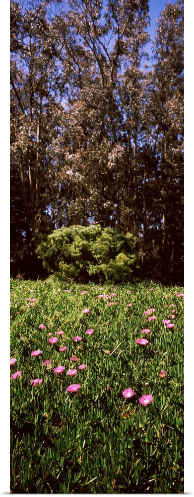 Ice plants blooming in a park, The Presidio, San Francisco, California,