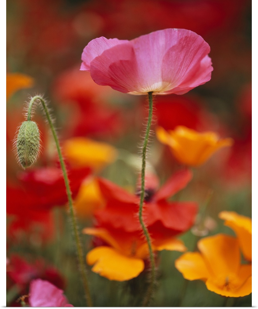 Vertical photograph of  a poppy reaching upward in the sunlight, and one bud next to it that has not bloomed yet.  The bac...