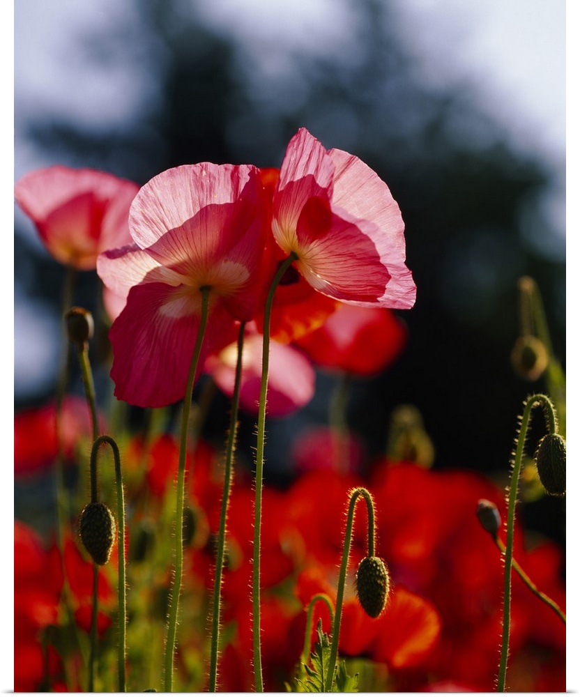 Vertical, big photographic print of a field of poppies. The sun shining through the leaves of several in focus, in the for...