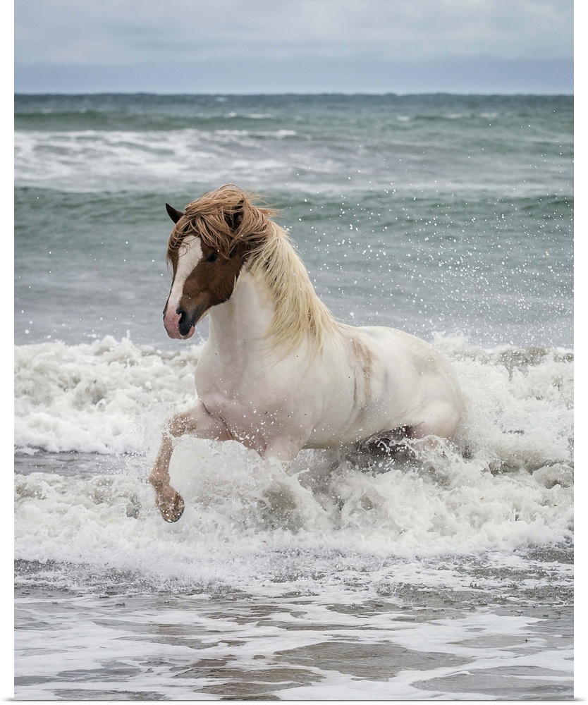 Icelandic horse in the sea, Longufjorur Beach, Snaefellsnes Peninsula, Iceland