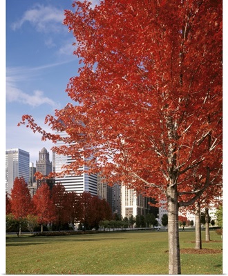 Illinois, Chicago, Millennium Park, Trees in a park during Autumn