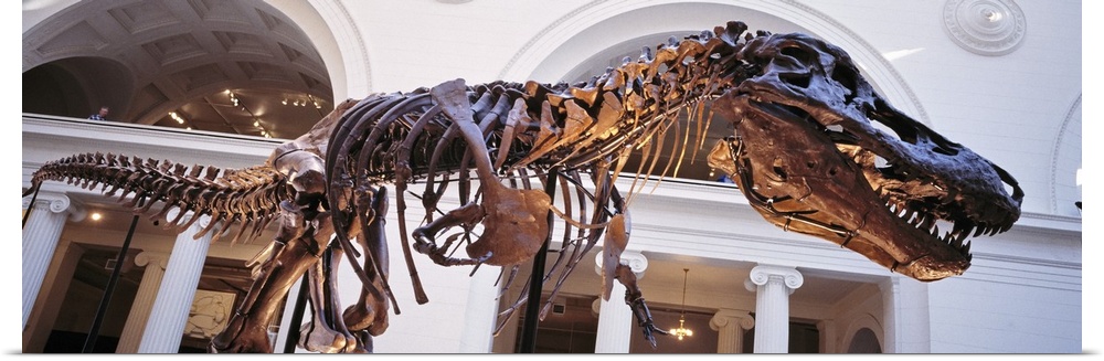 Illinois, Chicago, Stanley Field Hall, Low angle view of a Tyrannosaurus Rex skeleton in the Field Museum of Natural History