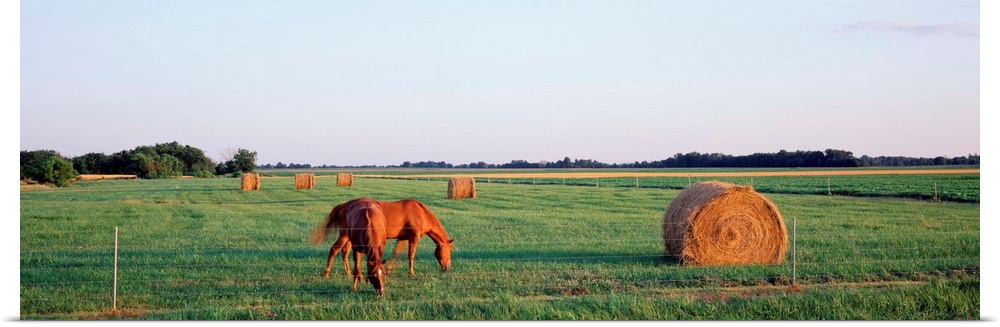 Illinois, Marion County, horses and hay