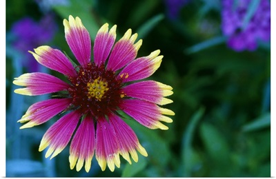 Indian blanket flower in bloom, close up, Michigan