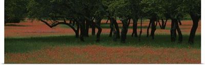 Indian paintbrush flowers and Oak trees in a park, Texas