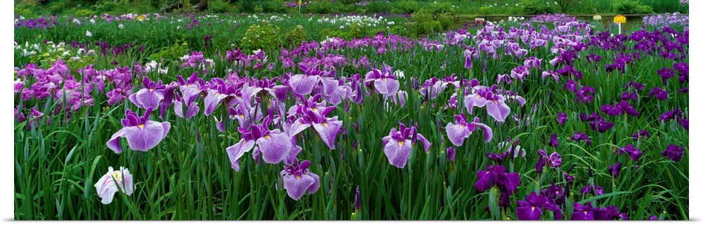 Large, closely cropped panoramic photo of a expansive iris garden in Nara, Japan. Long-stemmed flowers occupy the entire s...