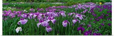 Iris Garden Nara Japan