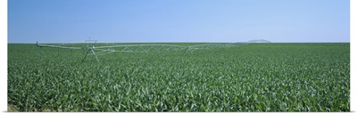 Irrigation pipeline in a corn field, Kearney County, Nebraska