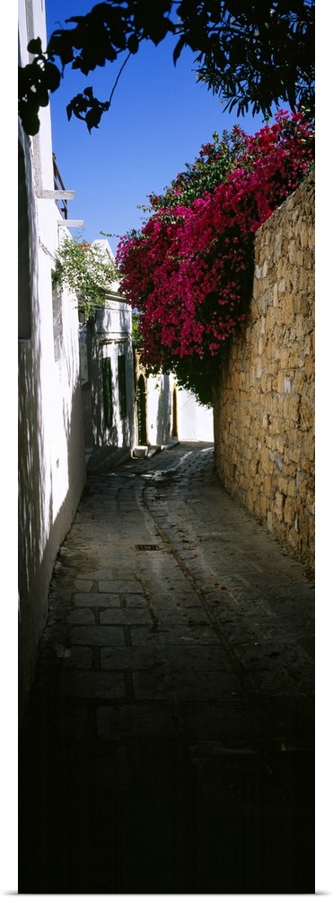 Ivy on a stonewall in an alley, Lindos, Rhodes, Greece