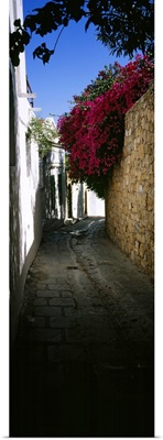 Ivy on a stonewall in an alley, Lindos, Rhodes, Greece