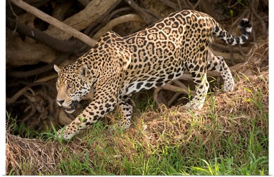 Jaguar Panthera onca foraging in a forest Three Brothers River Meeting of the Waters State Park Pantanal Wetlands Brazil