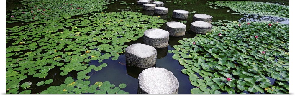 Large stepping stones stand in a pond thatos surface is covered with lily pads.