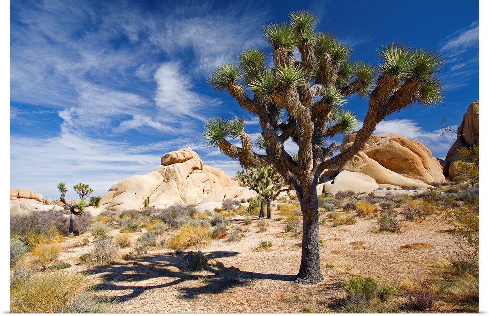 Large photograph emphasizes a lone tree sitting within a desert landscape of California.  Surrounding the tree are small p...