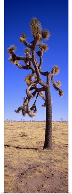 Joshua tree (Yucca brevifolia) in a field, California