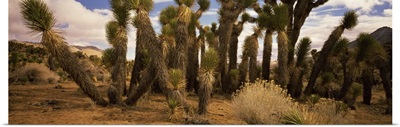 Joshua trees in a landscape, Walker Pass, Kern County, California