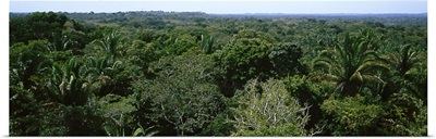 Jungle Lamanai Belize