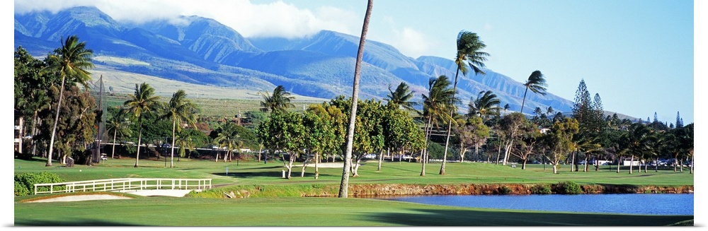 A panoramic golf landscape in a tropical paradise dotted with pine trees and mountains in the distance.