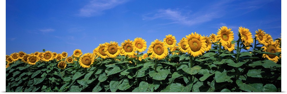 A row of tall sun flowers extending their broad leaves and following the sun against a clear blue sky.
