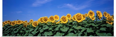 Kansas, Bogue, sunflowers