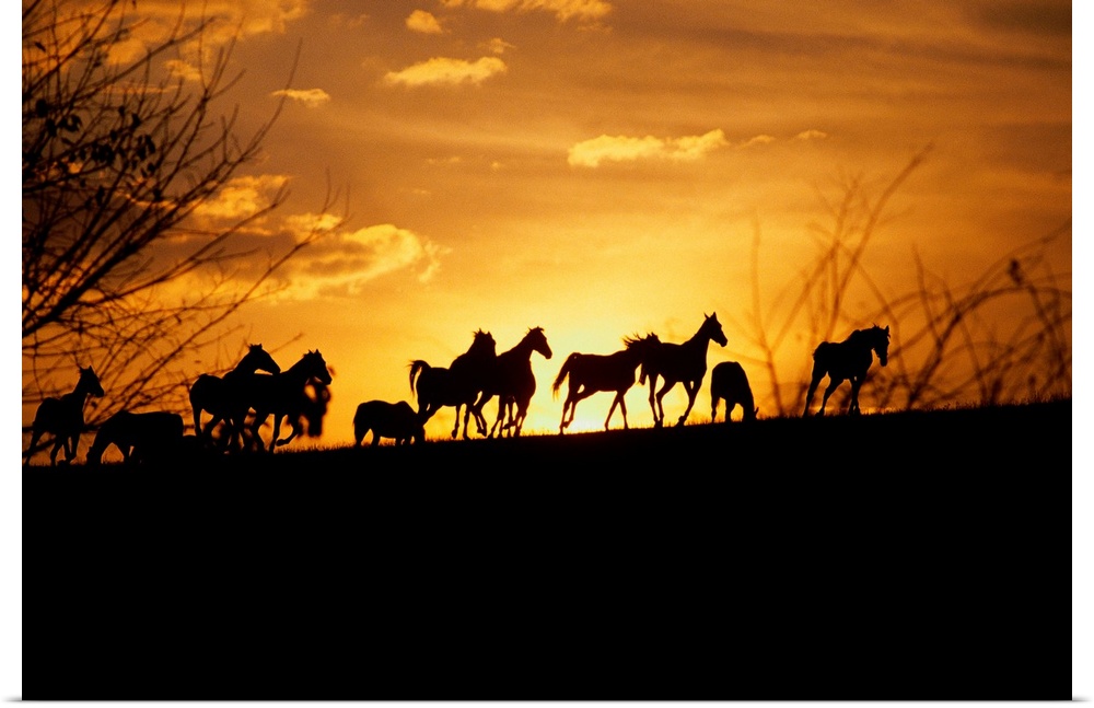 Large wall art of the silhouettes of horses running contrasted against a warm sunset.