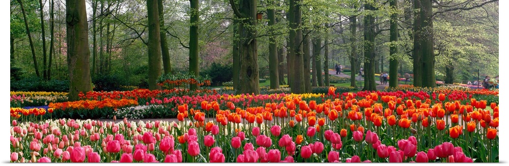 Panoramic photograph of tulips with landscaped trees in the background.