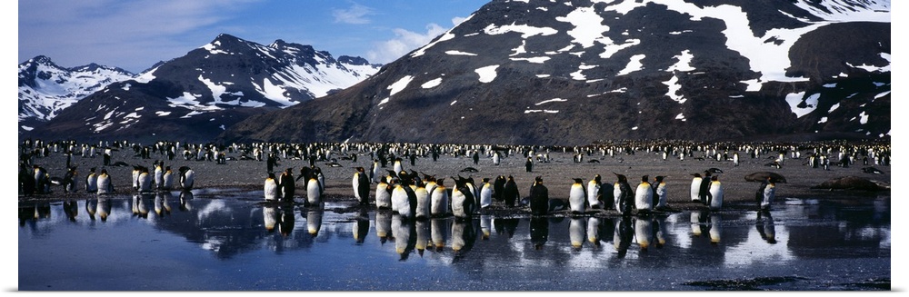 King Penguin Colony Aptenodytes patagonicus on the coast South Georgia Island