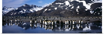 King Penguin Colony Aptenodytes patagonicus on the coast South Georgia Island