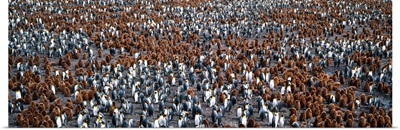 King Penguin colony Salisbury Plain S Georgia sub-Antartic