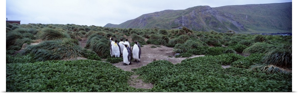King Penguins Macquarie Island Australia
