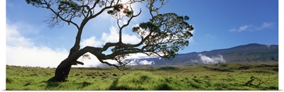 Koa tree on a landscape, Mauna Kea, Big Island, Hawaii