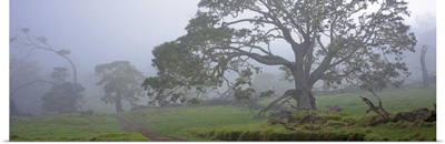 Koa trees on a landscape, Mauna Kea, Mana Road, Big Island, Hawaii